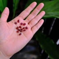 loose ruby stones, unheated ruby price per carat, loose ruby stones for sale, ruby gemstone singapore, red ruby necklace and earring set, ruby red stone necklace, Gem Gardener